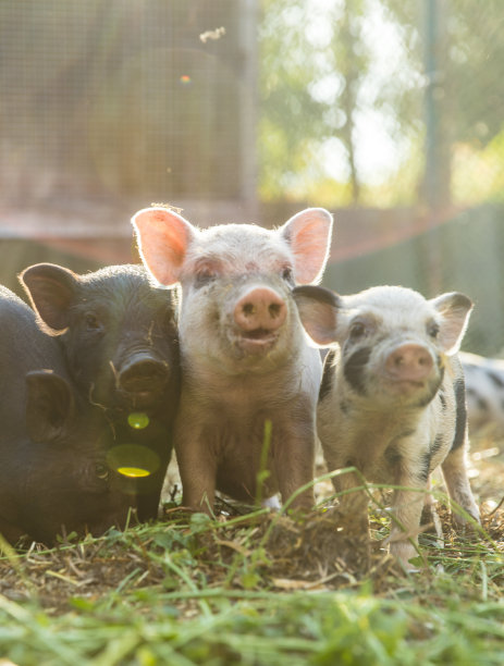 養豬業正處在洗牌期、轉型期、深度變革期，散養戶該堅持還是要放棄？